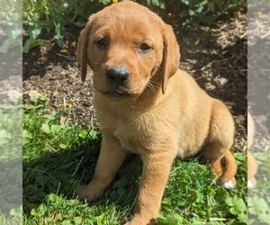 Labrador Retriever Puppy for sale in JONESTOWN, PA, USA