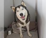 Small Siberian Husky Mix