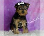 Small Photo #56 Yorkshire Terrier Puppy For Sale in WARSAW, IN, USA