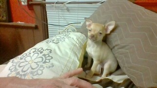 Chihuahua Puppy for sale in SHEBOYGAN, WI, USA