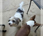 Small #2 Shih Tzu Mix
