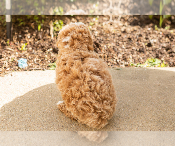 Medium Photo #6 Poodle (Miniature) Puppy For Sale in NAPPANEE, IN, USA