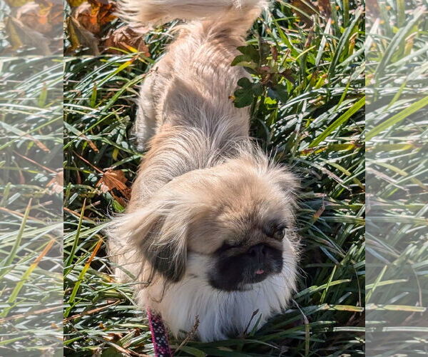 Medium Photo #6 Pekingese Puppy For Sale in Greensboro, NC, USA