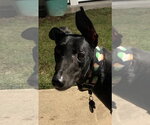 Small Greyhound