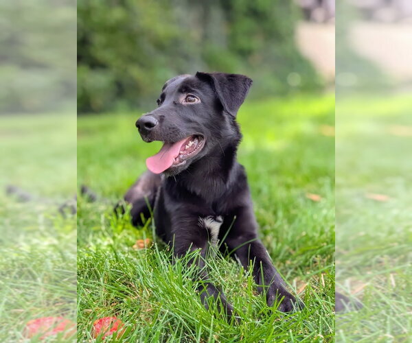 Medium Photo #2 Border Collie-Unknown Mix Puppy For Sale in Salt Lake City, UT, USA