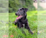 Small #1 Border Collie Mix