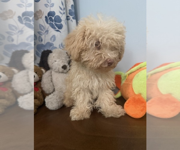 Medium Photo #35 Bichpoo Puppy For Sale in DURHAM, CT, USA