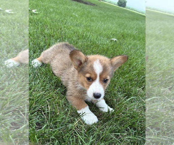 Medium Photo #4 Pembroke Welsh Corgi Puppy For Sale in MILFORD, IN, USA