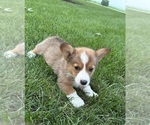 Small #3 Pembroke Welsh Corgi