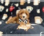 Small #5 Cavapoo (Miniature)