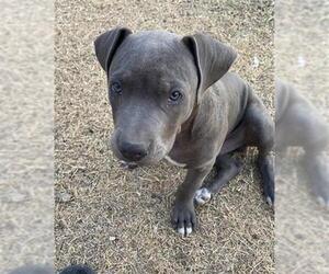 American Staffordshire Terrier-Unknown Mix Dogs for adoption in San Antonio, TX, USA