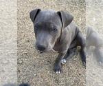 Small American Staffordshire Terrier Mix