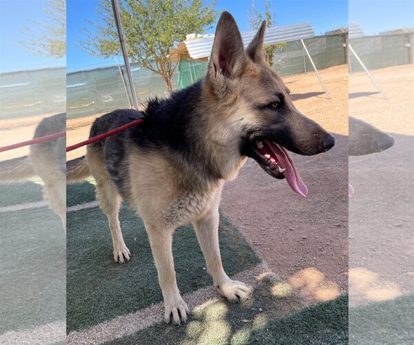 Medium Photo #8 German Shepherd Dog Puppy For Sale in Apple Valley, CA, USA