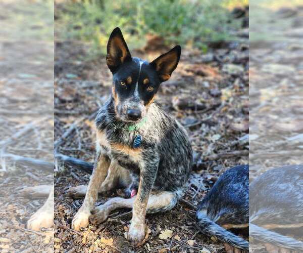 Medium Photo #4 Mutt Puppy For Sale in Paso Robles, CA, USA