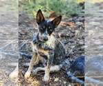 Small #3 Mutt