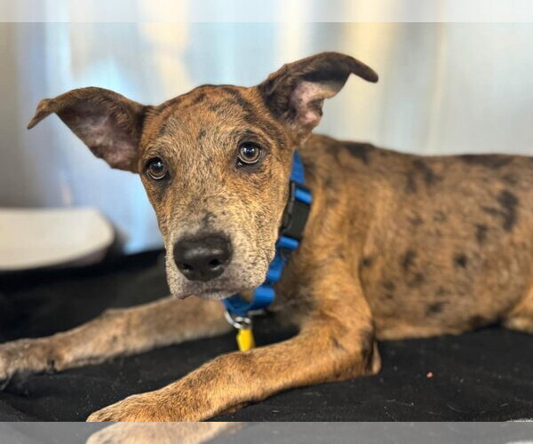 Medium Photo #15 Catahoula Leopard Dog-Holland Shepherd Mix Puppy For Sale in McKinney, TX, USA