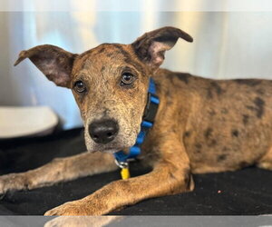 Saint- Diamond Dog - Male Catahoula Leopard Dog-Holland Shepherd Mix Dog for Adoption - Photo #15