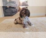 Small #1 Cocker Spaniel