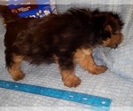 Small Photo #320 Yorkshire Terrier Puppy For Sale in AKRON, OH, USA