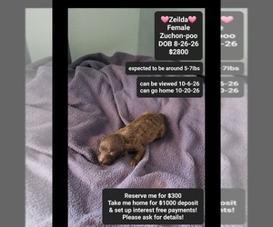 Poodle (Toy)-Zuchon Mix Puppy for Sale in TUCSON, Arizona USA