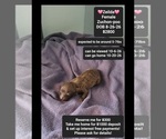 Small Poodle (Toy)-Zuchon Mix