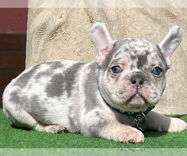Medium Photo #4 French Bulldog Puppy For Sale in BOSTON, MA, USA