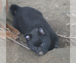 Small Photo #5 Schipperke Puppy For Sale in SEYMOUR, MO, USA