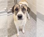 Small #1 Saint Bernard