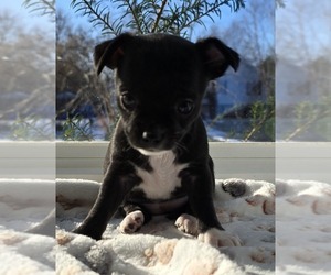 Chihuahua Puppy for sale in OREGON, WI, USA