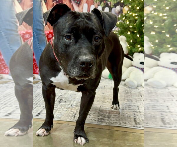 Medium Photo #1 American Pit Bull Terrier Puppy For Sale in St. Louis Park, MN, USA