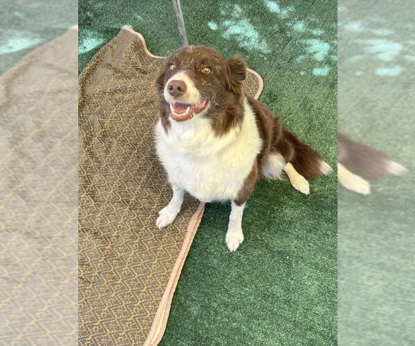 Medium Photo #2 Border Collie Puppy For Sale in DISCOVERY BAY, CA, USA