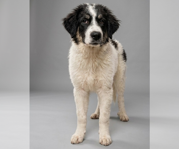 Medium Photo #1 Great Pyrenees-Unknown Mix Puppy For Sale in Vail, AZ, USA