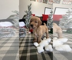 Small Photo #12 Golden Retriever Puppy For Sale in LAKELAND, FL, USA