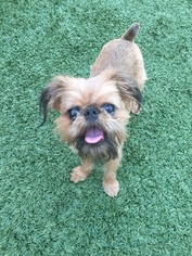 Brussels Griffon Puppy for sale in OCEANSIDE, CA, USA