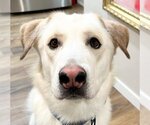 Small Pyrenees Husky