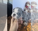 Small #28 Bulldog