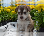Image preview for Ad Listing. Nickname: Litter of 4