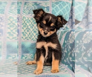 Cavapoo-Pomeranian Mix Puppy for sale in CHRISTIANA, PA, USA