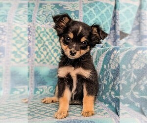 cavapoo pomeranian puppies