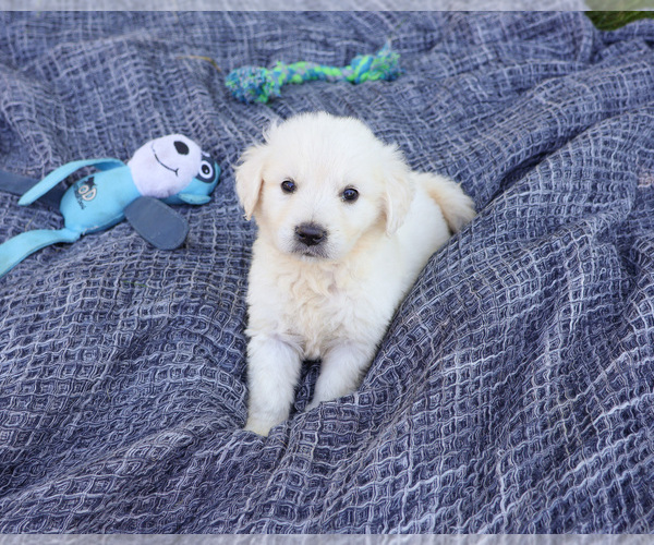 Medium Photo #3 English Cream Golden Retriever Puppy For Sale in SYRACUSE, IN, USA