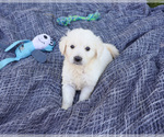 Small #2 English Cream Golden Retriever