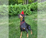 Small #6 Doberman Pinscher