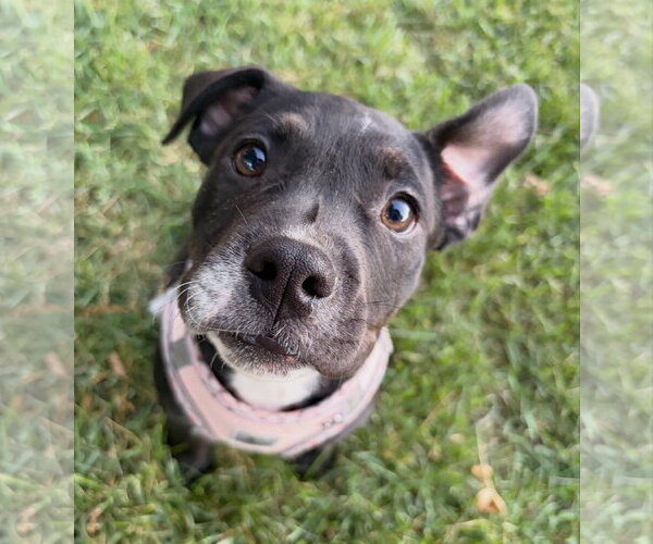 Medium Photo #1 Bulldog-Staffordshire Bull Terrier Mix Puppy For Sale in Davis, CA, USA