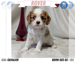Puppy Rover Cavalier King Charles Spaniel