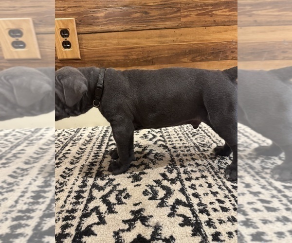 Medium Photo #24 Cane Corso Puppy For Sale in BARBOURSVILLE, VA, USA