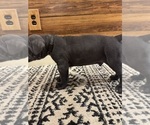 Small Photo #24 Cane Corso Puppy For Sale in BARBOURSVILLE, VA, USA