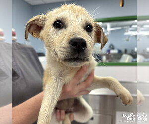 Australian Shepherd-Unknown Mix Dogs for adoption in Washington, DC, USA