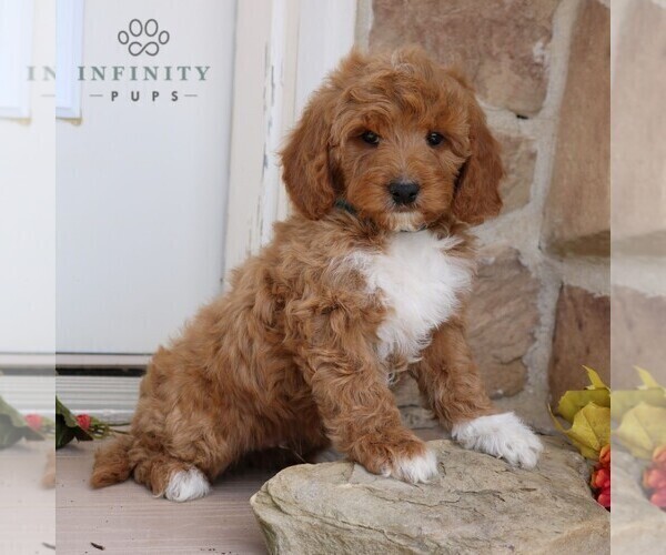 Medium Photo #3 Goldendoodle Puppy For Sale in GORDONVILLE, PA, USA