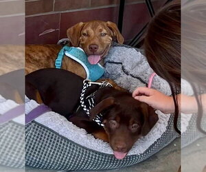 Gus - Male Mutt Dog for Adoption - Photo #18