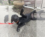Small #2 Pointer-Rottweiler Mix